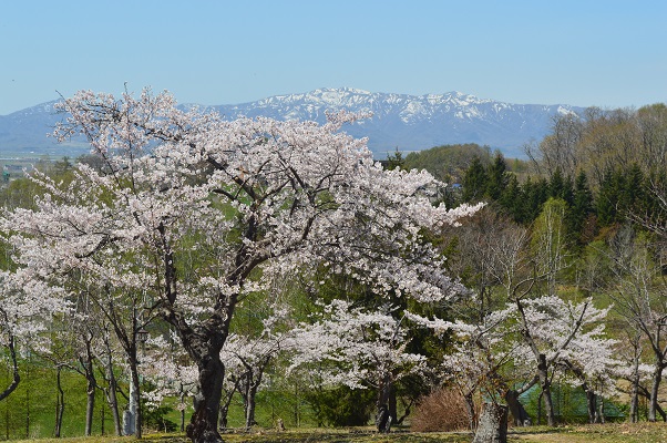 東明公園 桜②